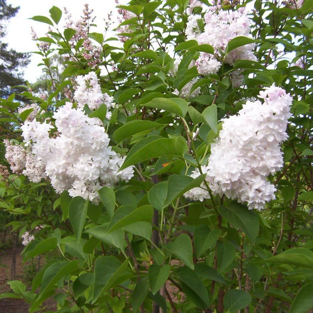 Obrázok Orgován obyčajný (Syringa vulgaris) ´AGNES SMITH´ - výška 30-50 cm, kont. C5L